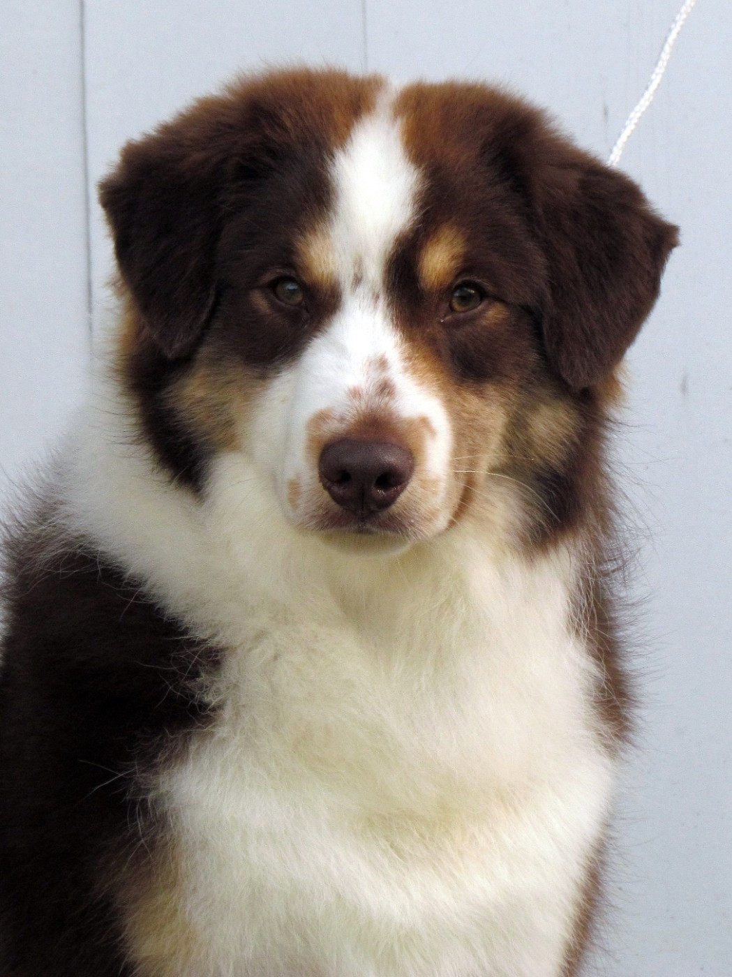 Publication : Blue witch