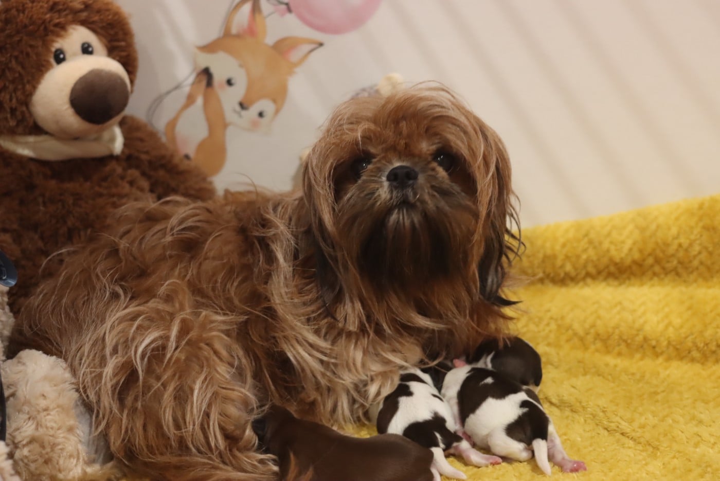 Publication : de la ferme des Mottes Auteur : FDM