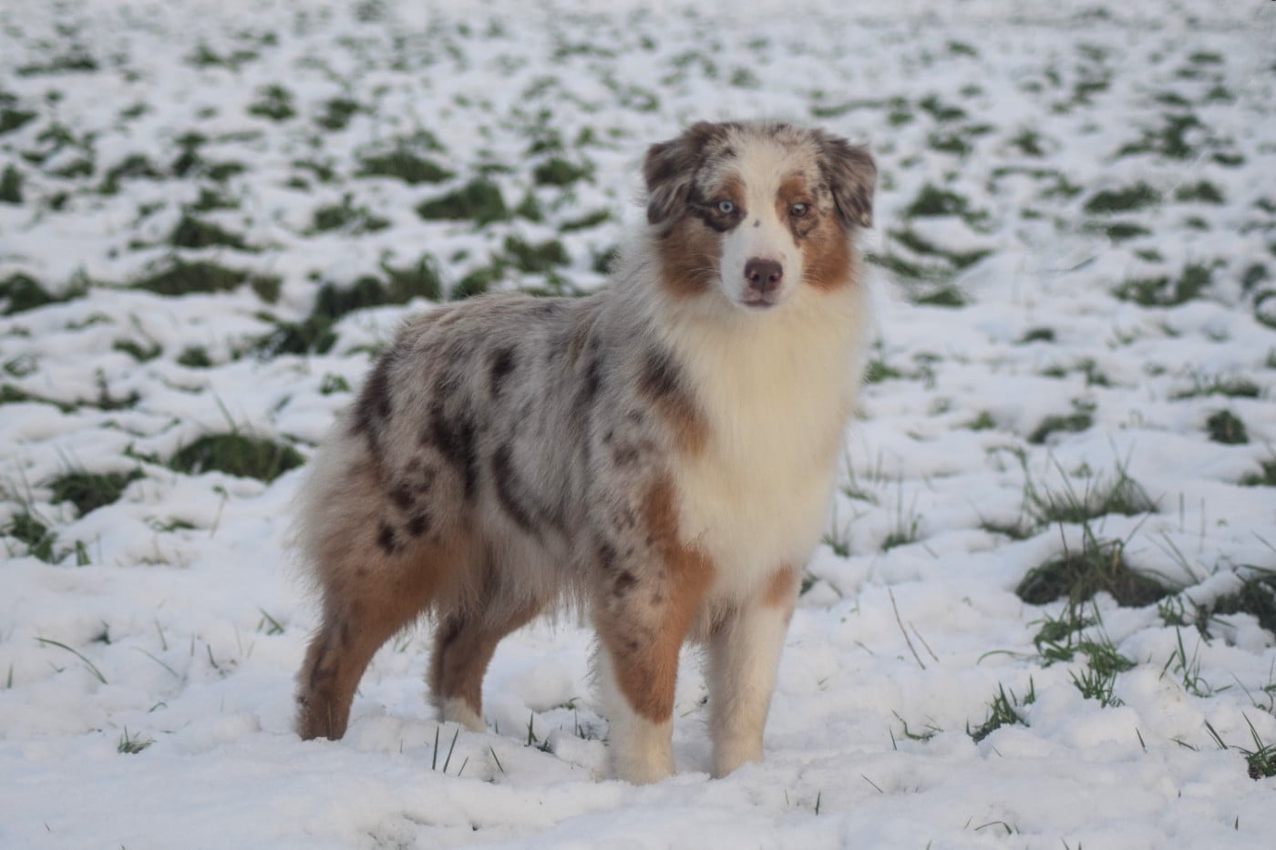 Publication : du Jardin des Heliades 