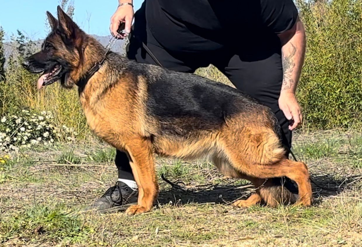 Publication : des Cieux Dorés Auteur : paredes