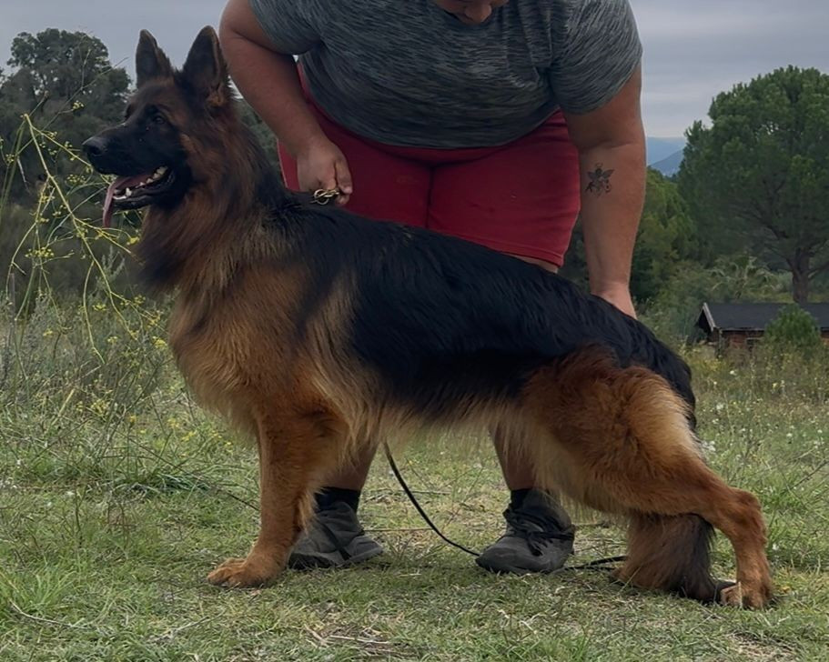 Publication : des Cieux Dorés Auteur : paredes