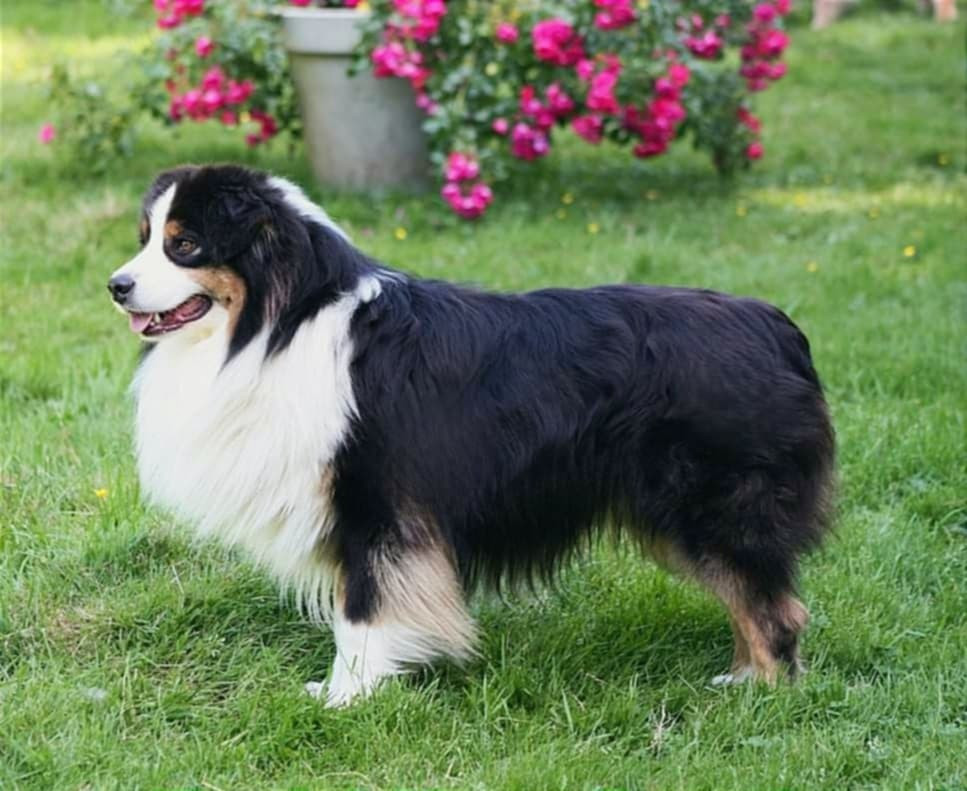 Publication : Du Clos Des Samaustra