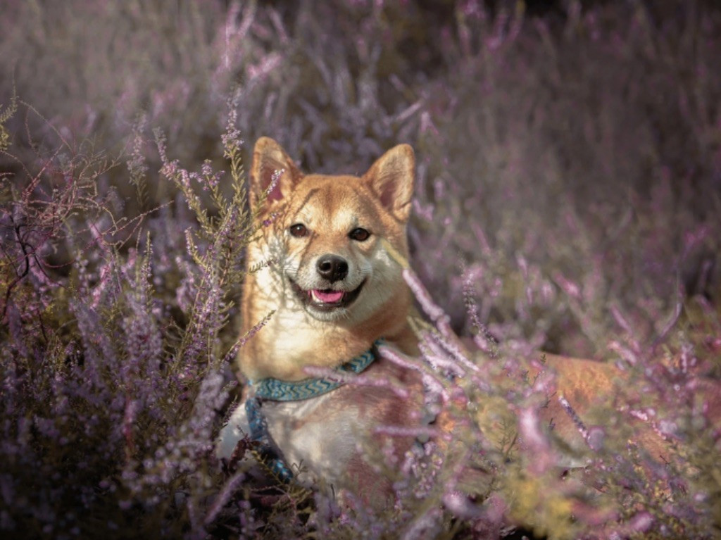 Publication : du Domaine du Clos Benoît 