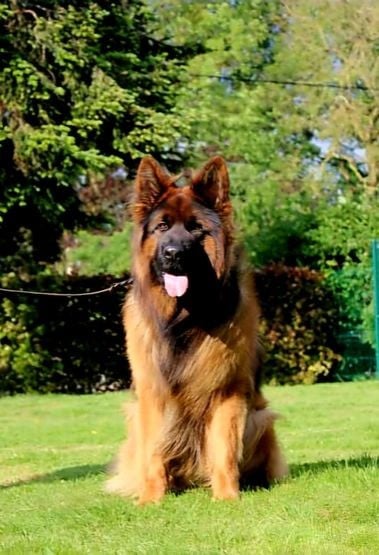 Publication : De La Légende D'Amarok