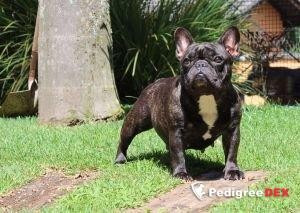 kingfriend Miss Shelby