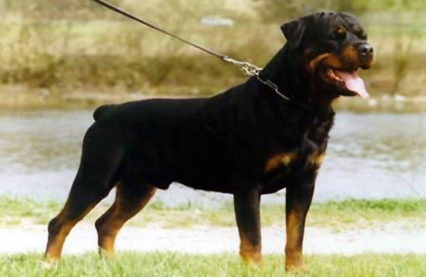 Publication : du champ des louves Auteur : Vom Raubritter