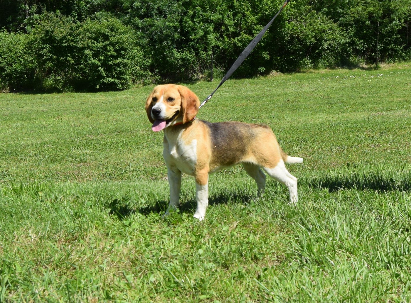 Publication : Bcbg Belle Carrure Belle Gueule Auteur : E Darmand