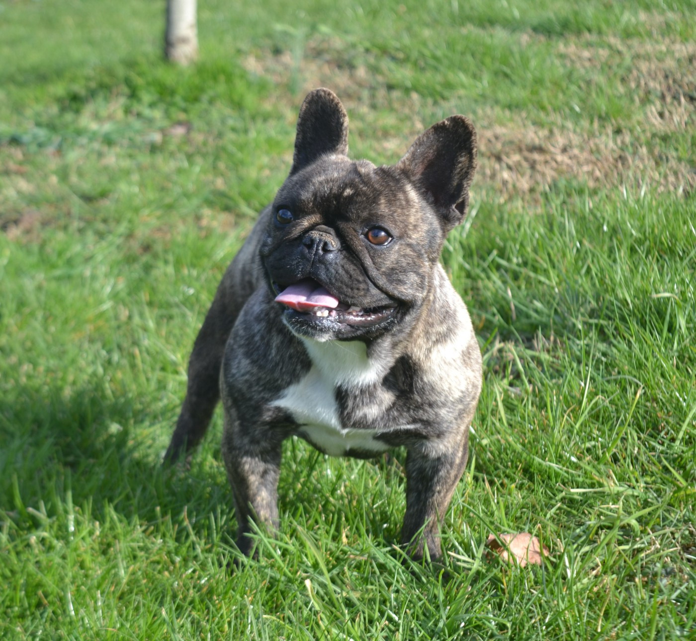 Publication : De La Cour De Mimali