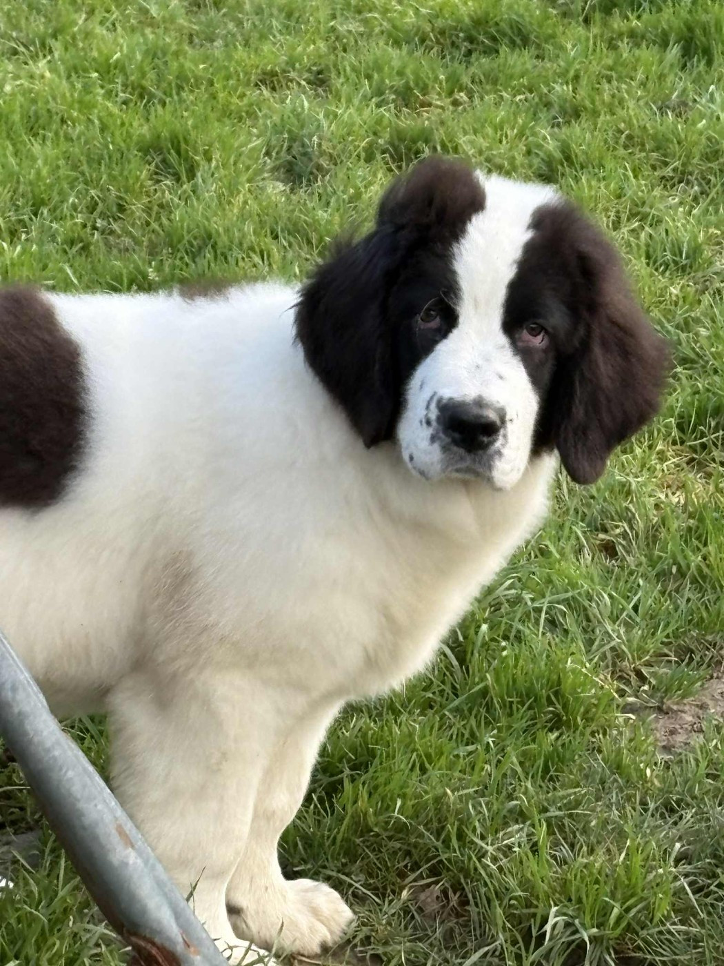 Publication : Du Domaine Du Boutlande 