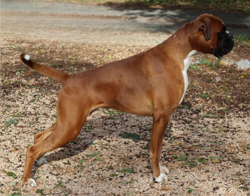 Publication : des Jardins de Passiflore Auteur : SYLVIE FORET ELEVAGE DES JARDINS