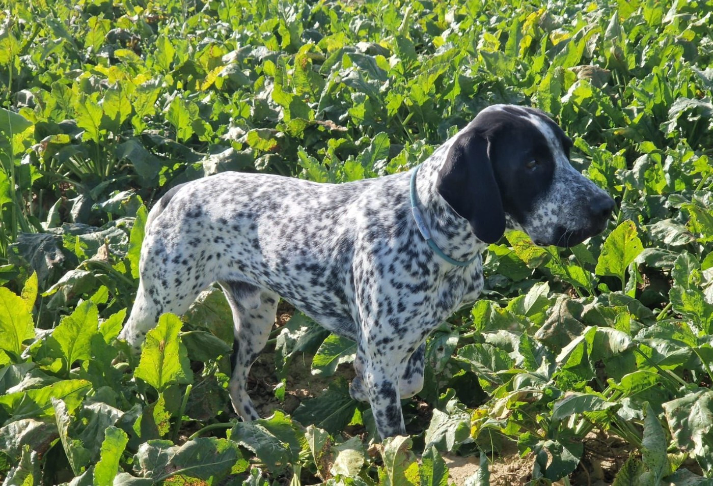 Publication : des hauts de rouillac Auteur : manu Bourgeois