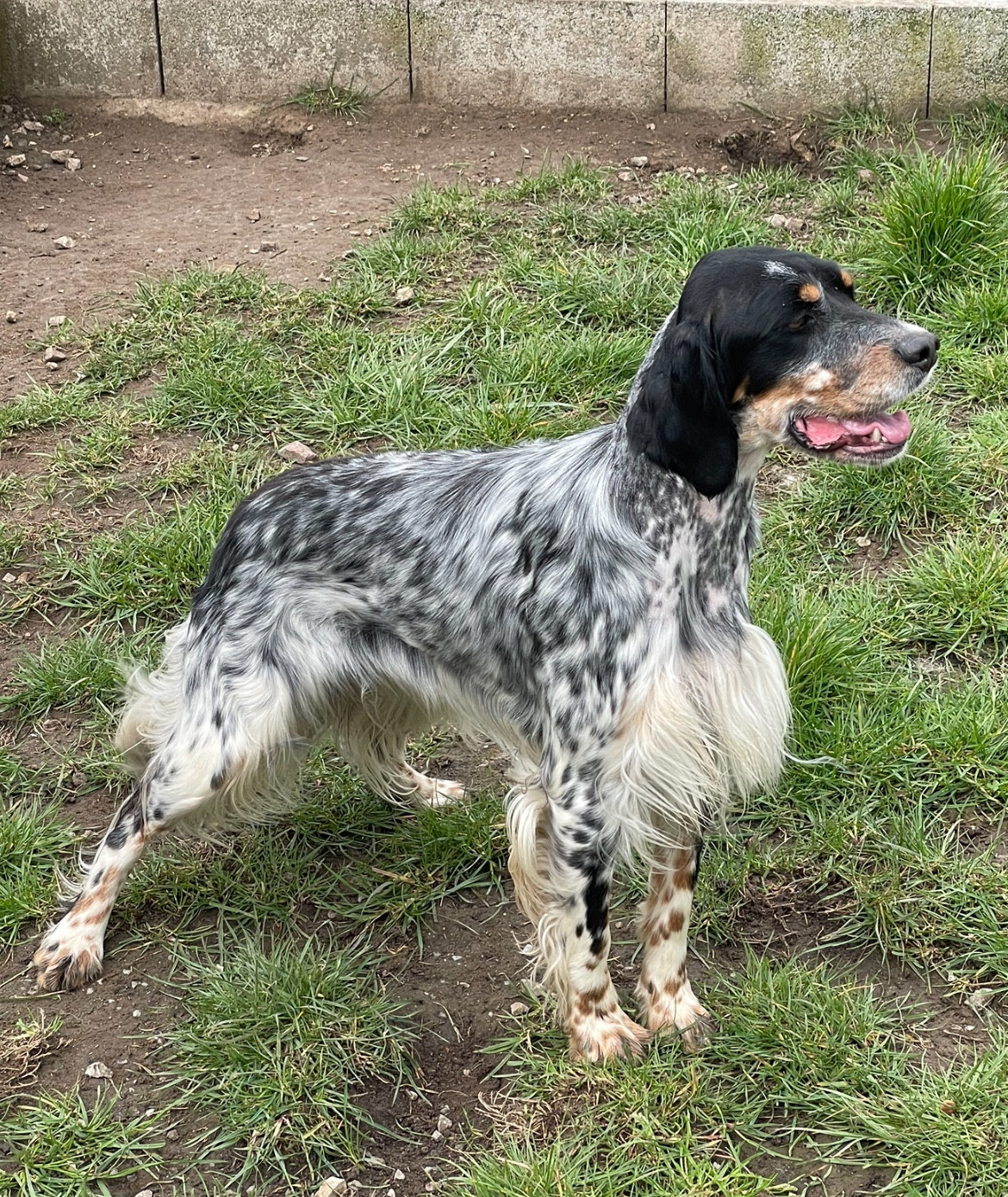 Publication : des terres d'Hudson Auteur : Élevage des terres d Hudson