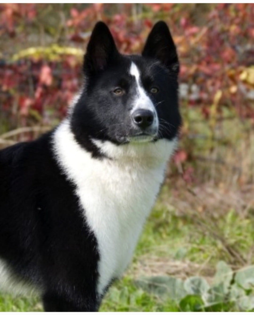 Publication : Du Clos De Rivet Auteur : GUYENNOT BRUNO