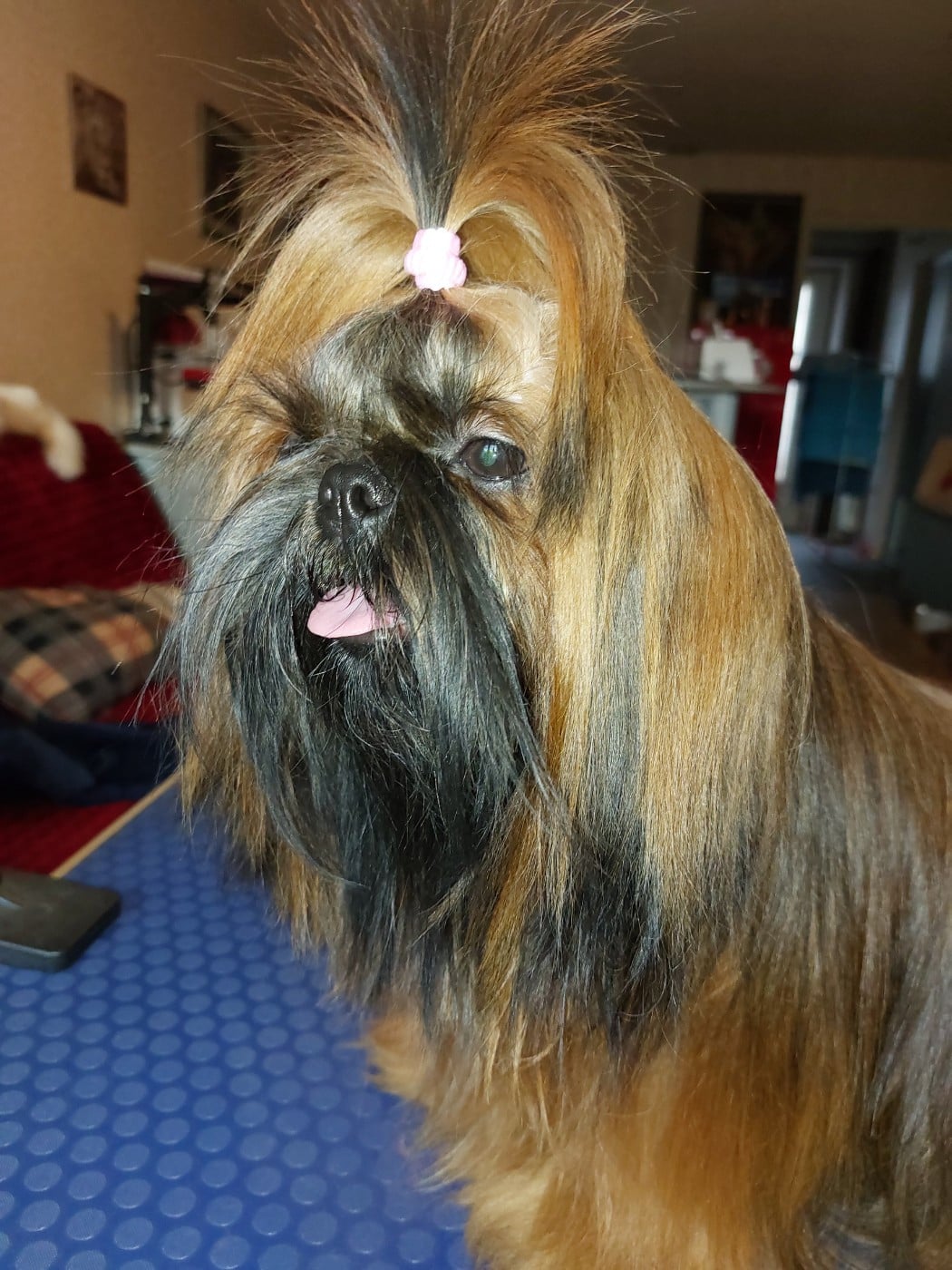 Publication : De La Foret De Chateau Charles Auteur : MOI