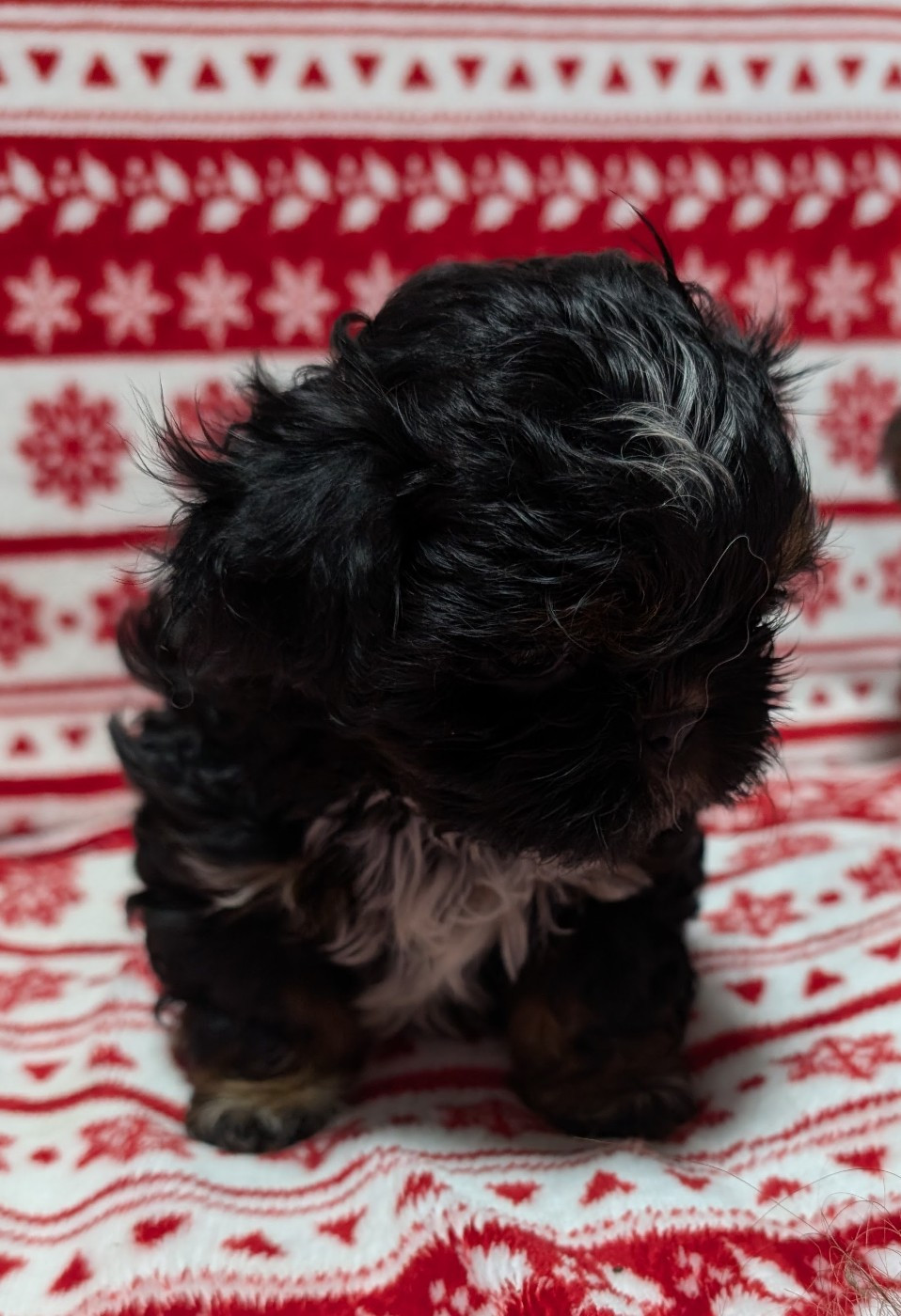 Publication : De La Foret De Chateau Charles Auteur : MOI