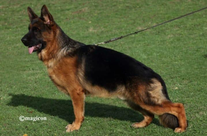 Publication : Du Montgison 