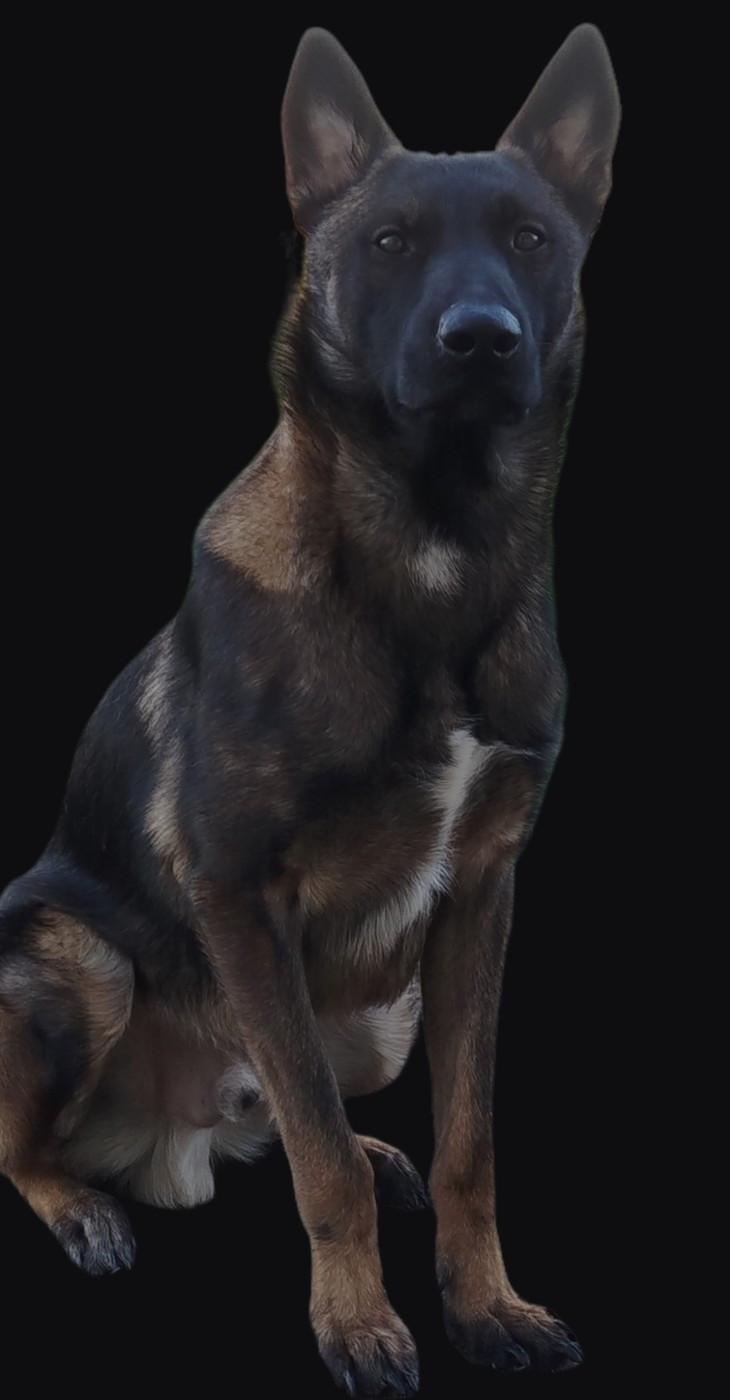 Publication : la forêt de faylinn 