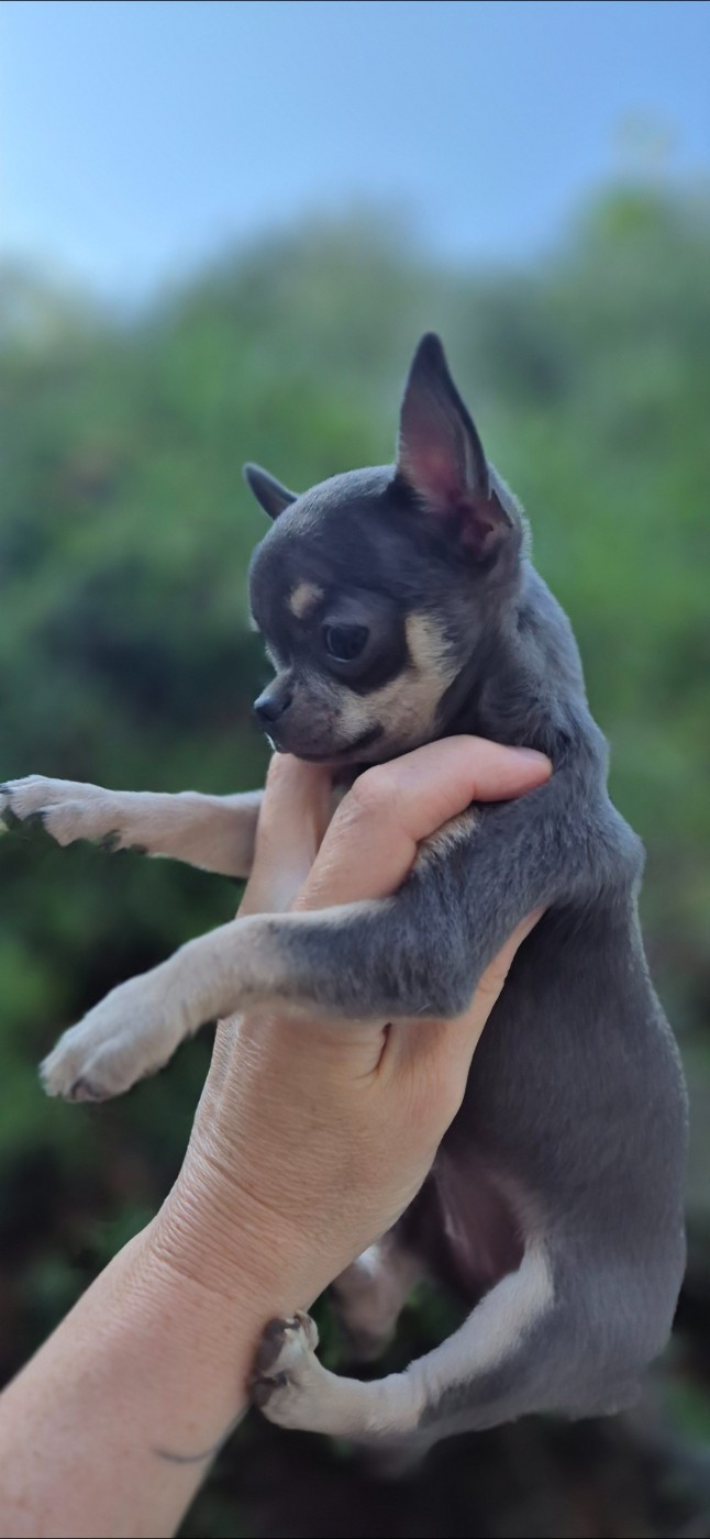 Publication : Angel Of Alba Auteur : Moi-même