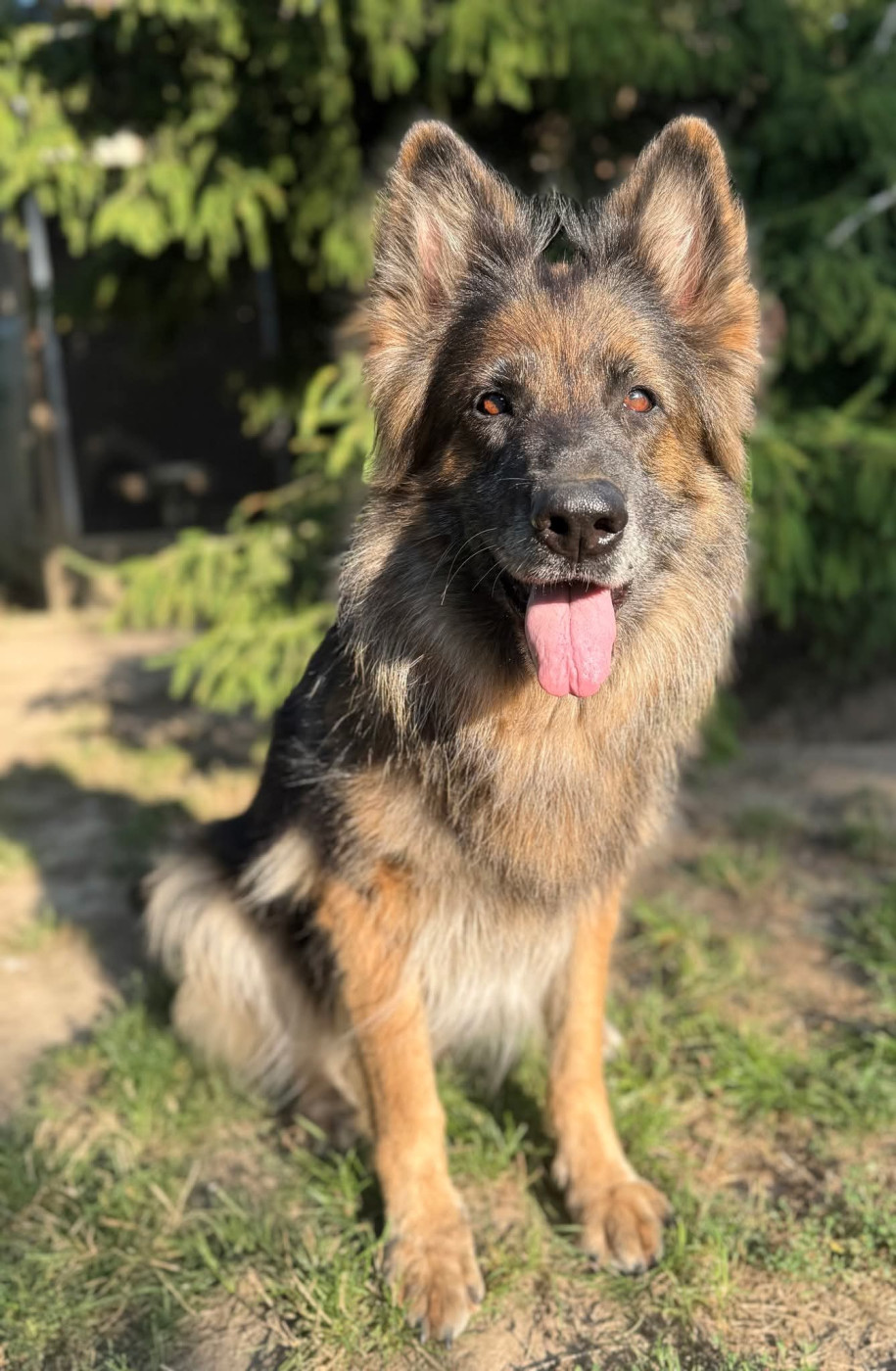 Justy de la cité des loups gris