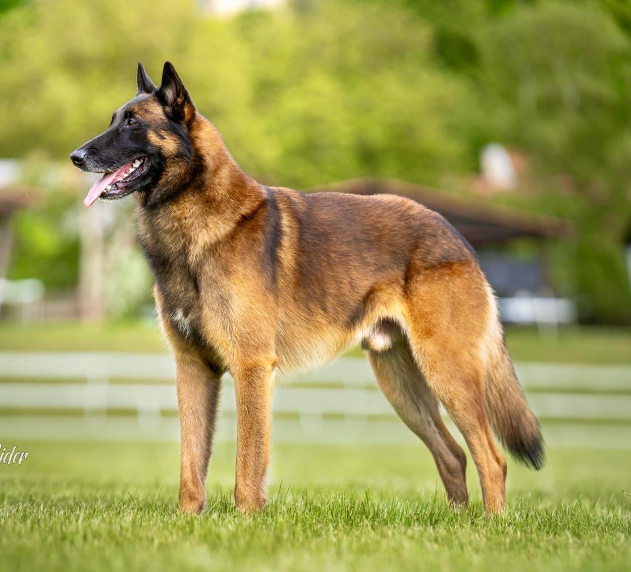 Publication : de la Tangi Morgane