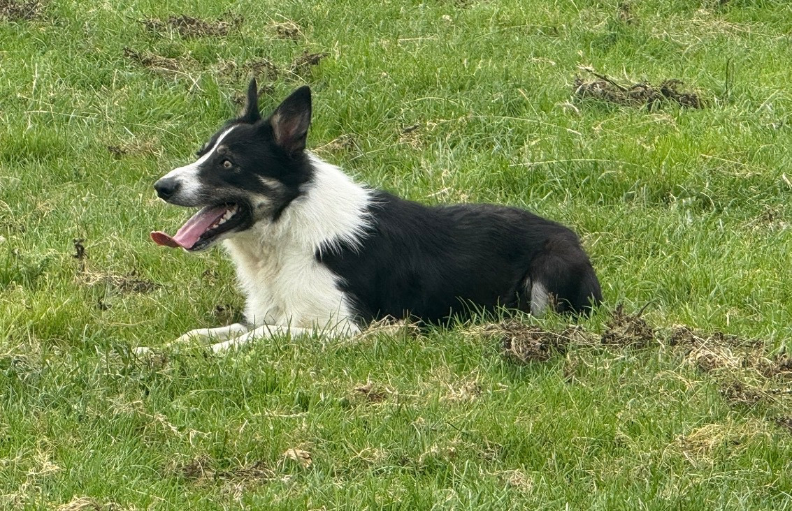 Publication : de la bergerie de morgane 