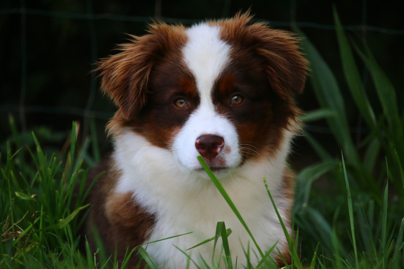 Publication : du temple de Palés
