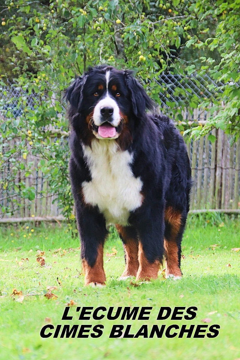 Publication : de l'écume des cimes blanches Auteur : L'ECUME DES CIMES BLANCHES