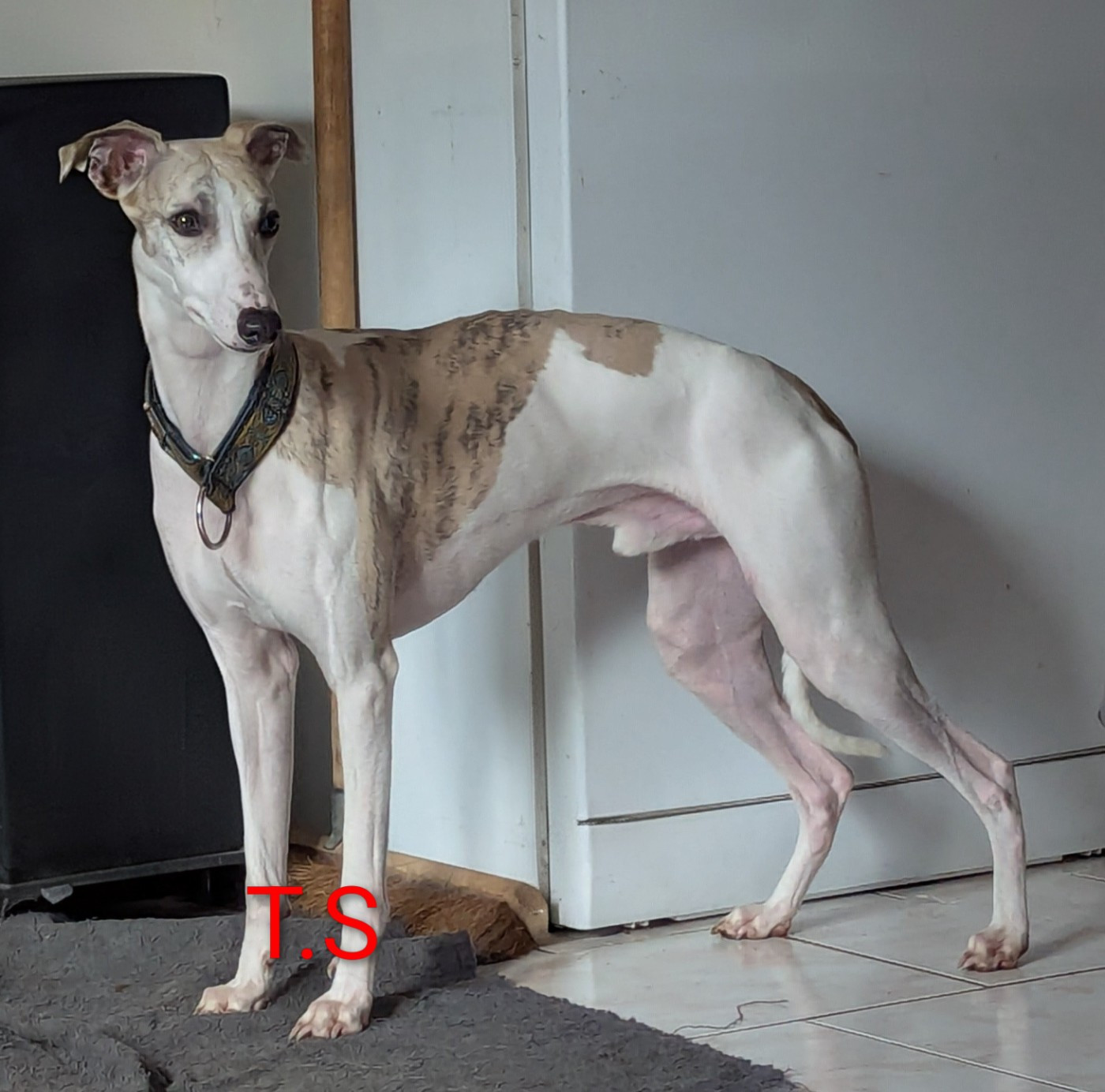 Publication : De La Truffe Sacrée