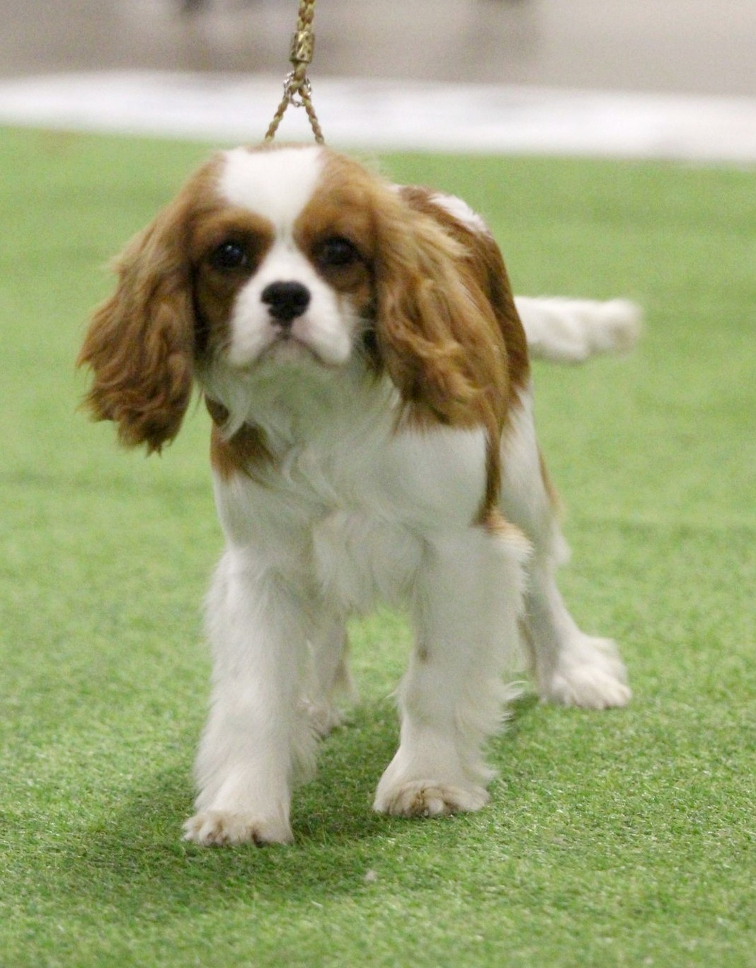 Publication : Du Castel Des Petits Coeurs