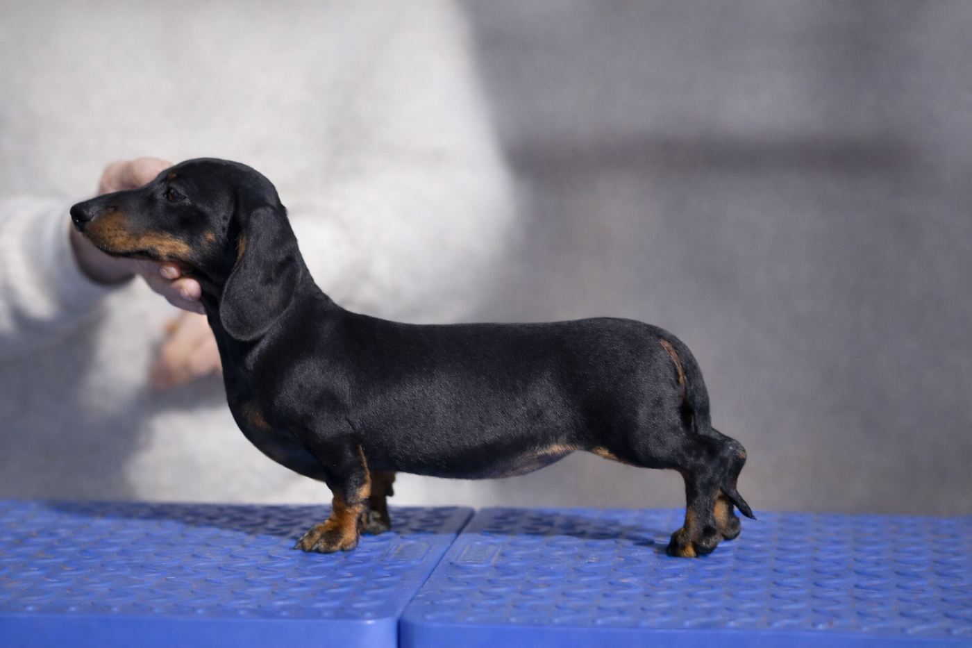 Publication : du Buc de la Coume 