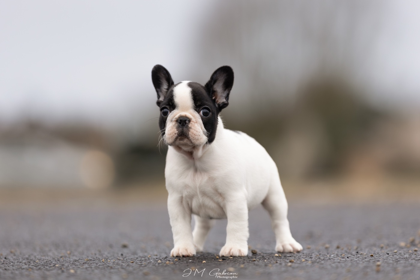 Publication : De L'Idylle Sacrée 