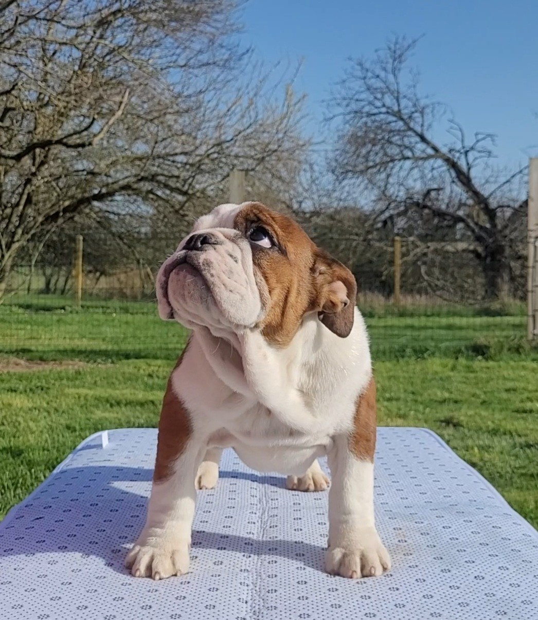 Publication : De la Cour des Molosses Auteur : liminana chloe