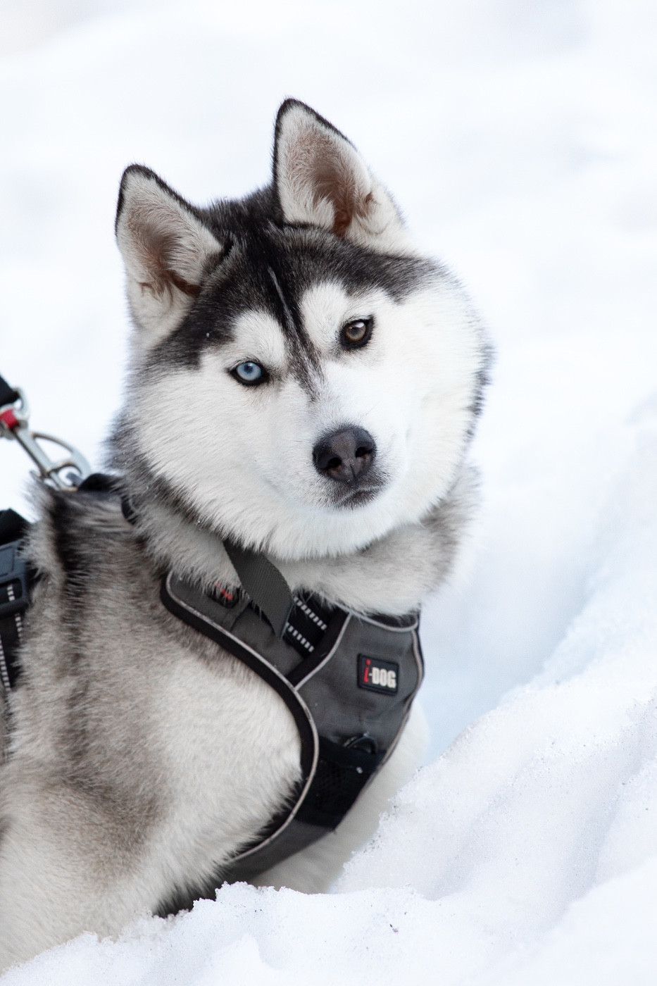 Publication : Zorsky Auteur : Chloé zorzano