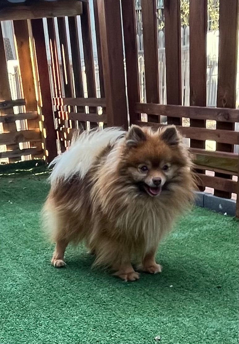 Publication : du domaine du neoulous