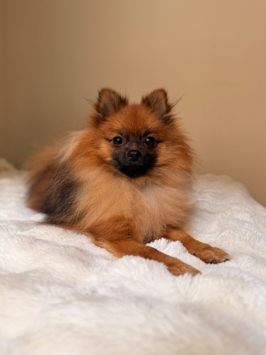 Publication : Constance Ingelaere