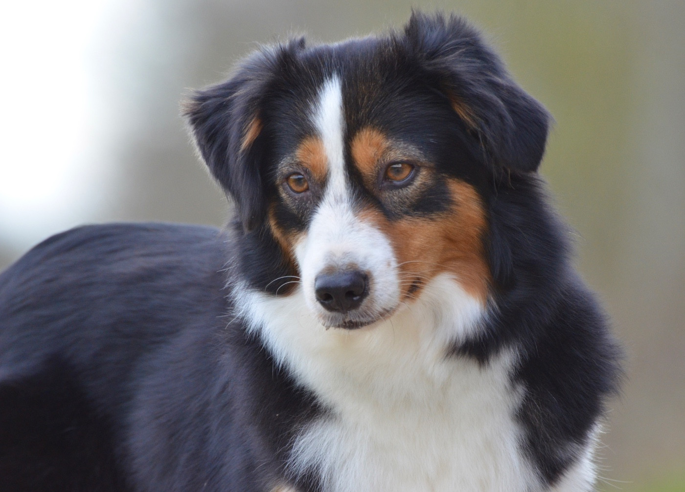 Publication : Du Chemin Pailleté 