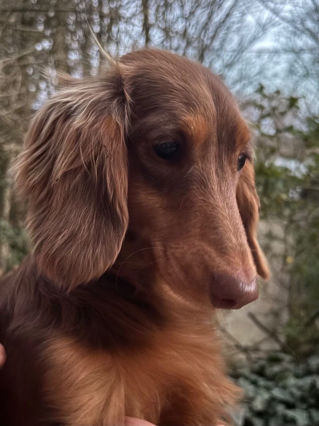 Publication : Du grand baronnet 