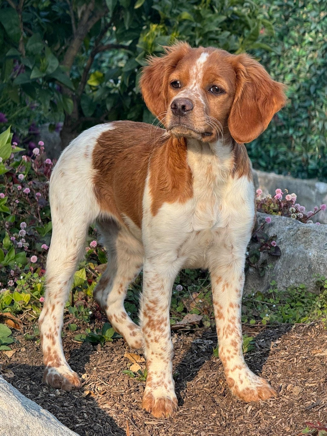 Publication : Du Vallon D'Iron Auteur : Cécile ESMENGIAUD