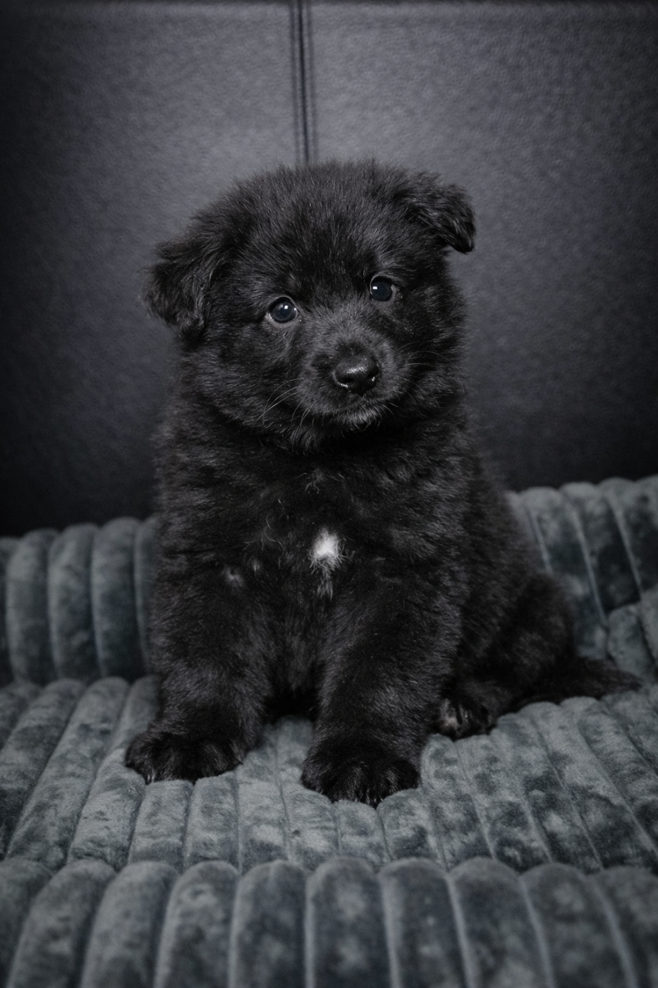 Publication : De La Légende D'Amarok 