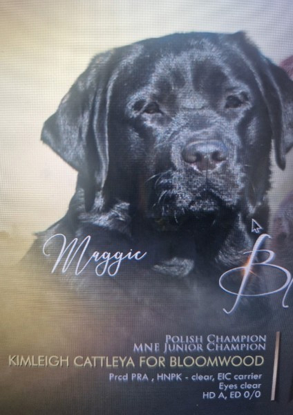 CH. kimleigh Cattleya for bloomwood