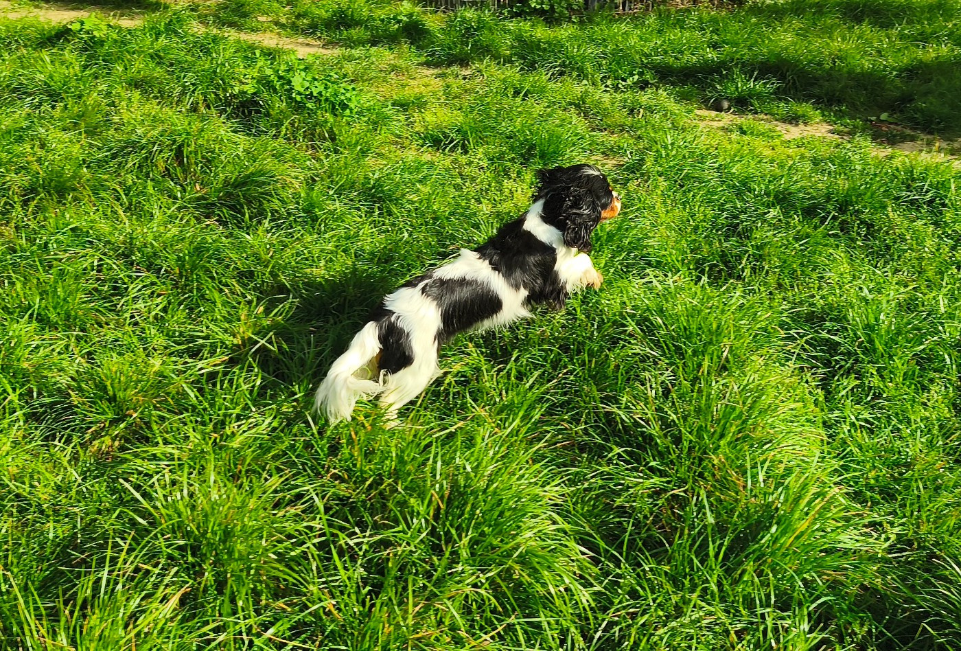 Publication : du domaine des quatre pattes 