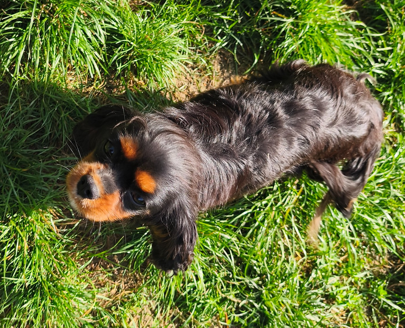 Publication : du domaine des quatre pattes 