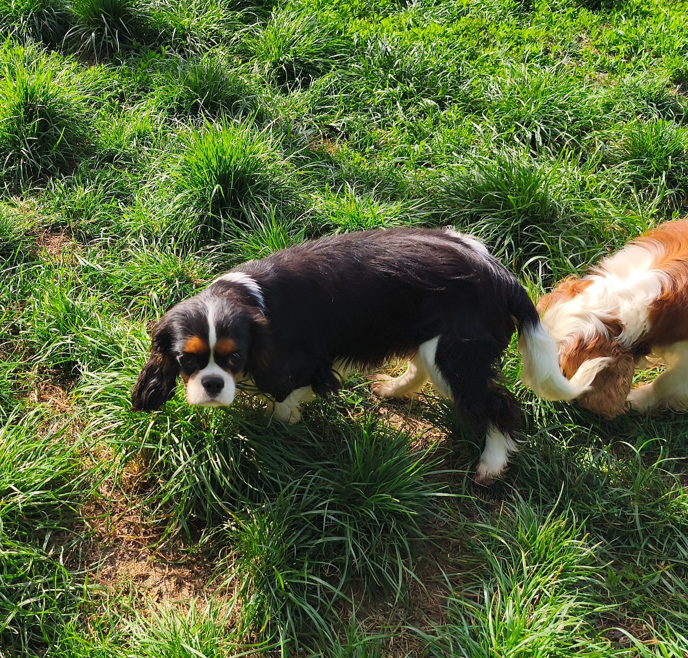 Publication : du domaine des quatre pattes 