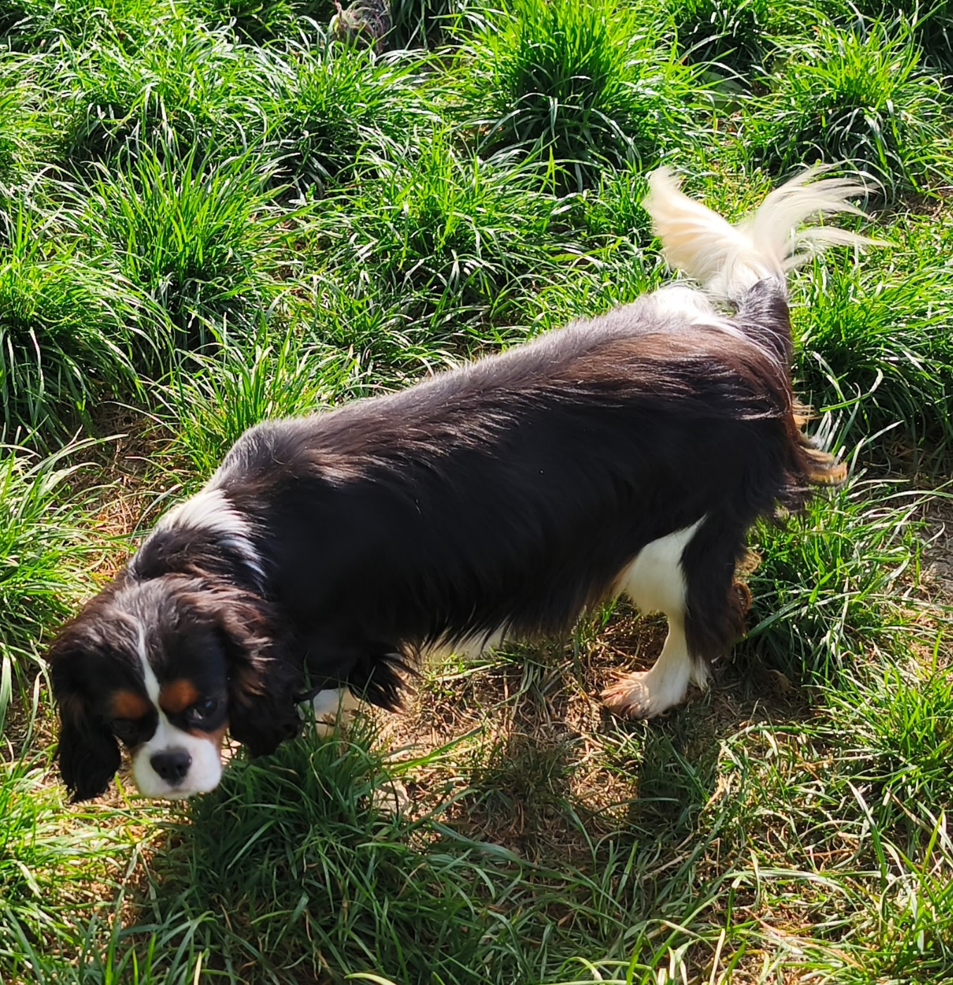 Publication : du domaine des quatre pattes