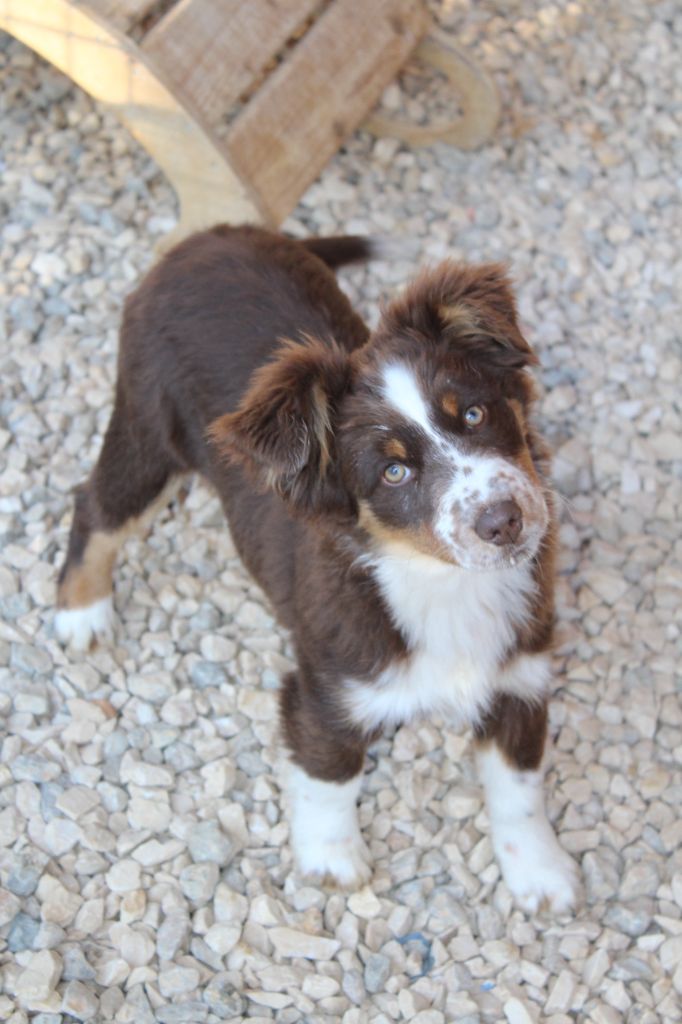 Publication : Of Winner Mistral 