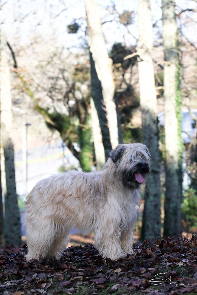 Publication : Du Rêve à La Réalité Auteur : G A D Animal Photography