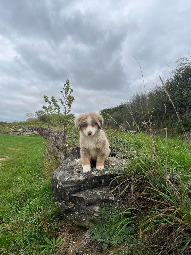 Publication : Des Petites Etoiles 