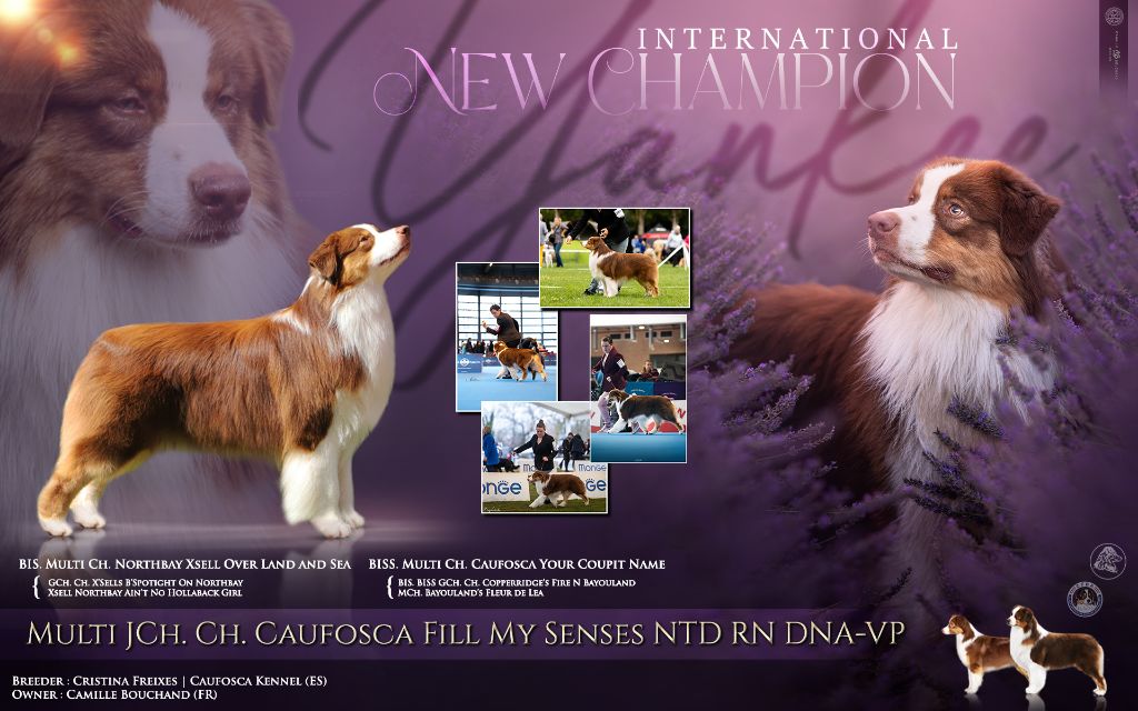 CH. del cau fosca Fill my senses ntd rn