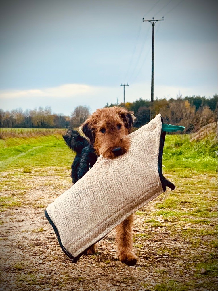 Publication : Du Soleil Vert 