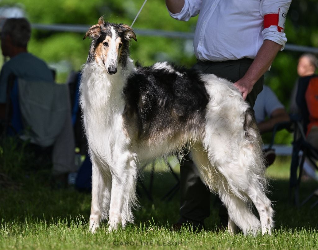 Tsarkoye selo de la prairie aux korrigans